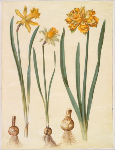Narcissus pseudonarcissus major (stor påskelilje); Narcissus pseudonarcissus bicolor (tofarvet påskelilje); Narcissus pseudonarcissus af Hans Simon Holtzbecker