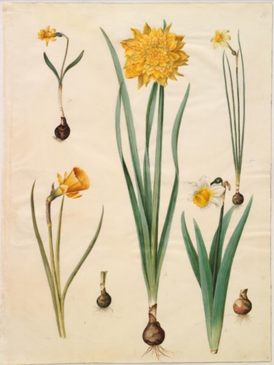 Narcissus pseudonarcissus minor; Narcissus pseudonarcissus (påskelilje); Narcissus ×tenuior; Narcissus bulbocodium (krinoline-narcis); Narcissus pseudonarcissus bicolor (tofarvet påskelilje) af Hans Simon Holtzbecker