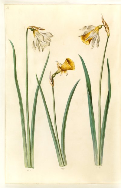 Narcissus pseudonarcissus moschatus (moskus-narcissus); Narcissus bulbocodium (crinolin-narcissus); Narcissus pseudonarcissus (påskelilje) af Hans Simon Holtzbecker