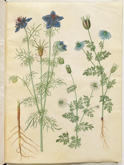 Nigella hispanica (djævlen i busken); Nigella sativa (sortkommen) af Hans Simon Holtzbecker