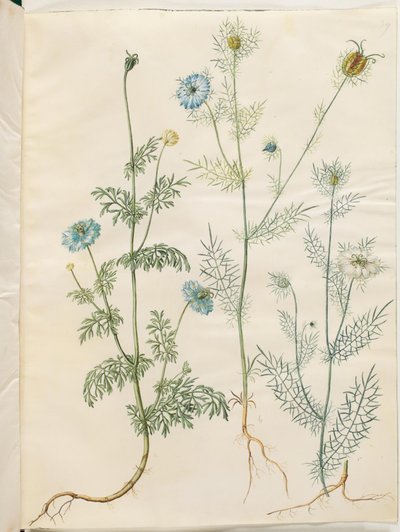 Nigella sativa (sortkommen); Nigella damascena (jomfru i det grønne) af Hans Simon Holtzbecker