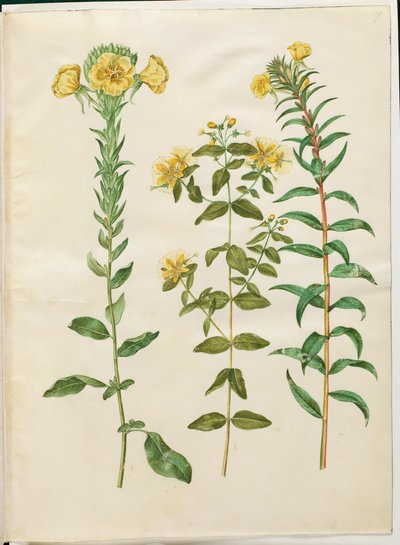 Oenothera biennis (toårig natlys); Hypericum hircinum (stinkende perikon); Oenothera rubricaulis (rødfrugtet natlys) af Hans Simon Holtzbecker