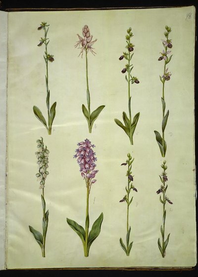 Ophrys apifera eller Ophrys sphegodes (bi-flueblomst eller tidlig flueblomst); "Orchis simia" (fantasiblomst); Ophrys apifera (bi-flueblomst); Orchis (gøgeurt); Orchis militaris (ridder-gøgeurt); Ophrys insectifera (almindelig flueblomst) af Hans Simon Holtzbecker
