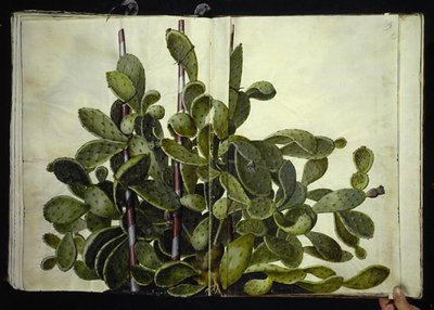Opuntia ficus-indica, Opuntia humifusa eller Opuntia monacantha (art af figenkaktus) af Hans Simon Holtzbecker