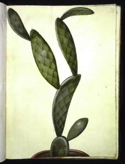 Opuntia monacantha af Hans Simon Holtzbecker
