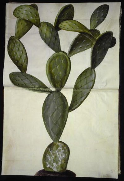 Opuntia monacantha af Hans Simon Holtzbecker