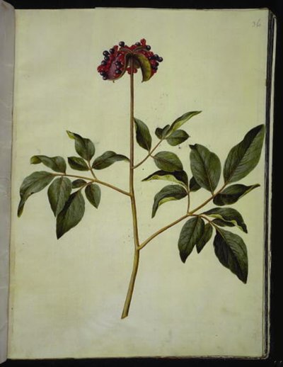 Hanpæon (rose-silkeplante) af Hans Simon Holtzbecker