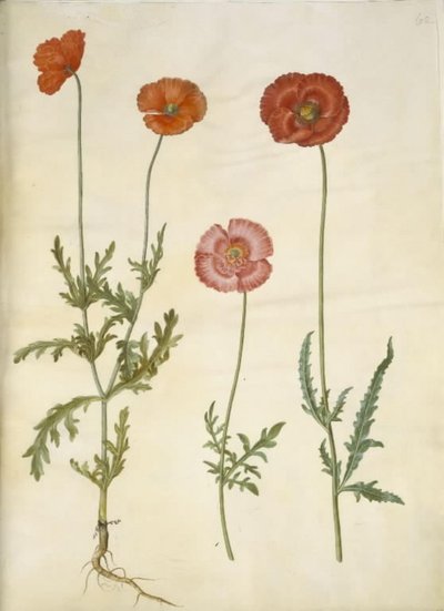 Papaver dubium (gærde-valmue); Papaver rhoeas (korn-valmue) af Hans Simon Holtzbecker