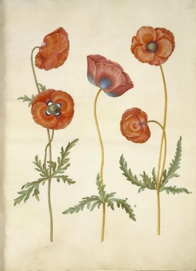 Papaver rhoeas (korn-valmue) af Hans Simon Holtzbecker