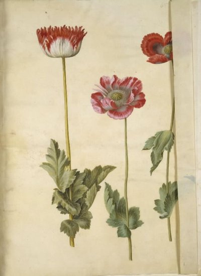 Opiumsvalmue (opiumsvalmue) af Hans Simon Holtzbecker