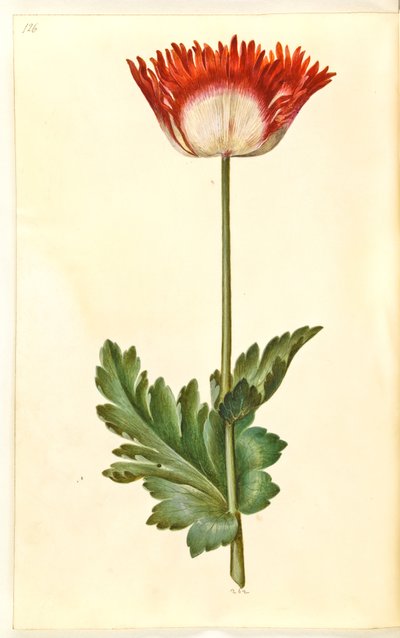 Opiumsvalmue (opiumsvalmue) af Hans Simon Holtzbecker