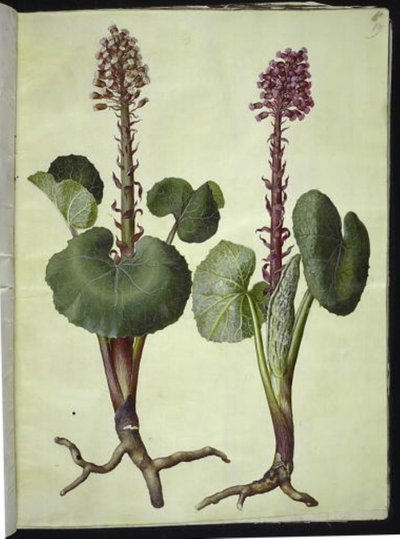 Petasites hybridus (rød hestesko) af Hans Simon Holtzbecker