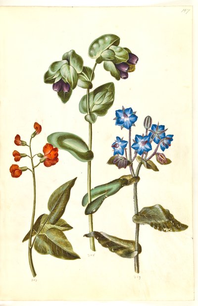 Phaseolus coccineus (pral-bønne); Cerinthe major (stor voksurt); Borago officinalis (almindelig hjulkrone) af Hans Simon Holtzbecker