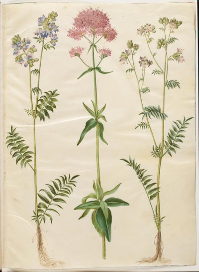 Polemonium caeruleum (almindelig jakobsstige); Centranthus ruber (rød sporebaldrian) af Hans Simon Holtzbecker
