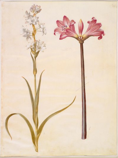 Polianthes tuberosa (tuberose); Amaryllis belladonna (belladonnalilje) af Hans Simon Holtzbecker