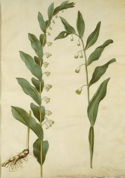 Polygonatum multiflorum (stor konval); Polygonatum odoratum (kantet konval) af Hans Simon Holtzbecker