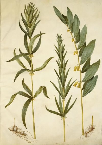 Polygonatum verticillatum (kranseliljekonval); Polygonatum multiflorum (stor liljekonval) af Hans Simon Holtzbecker
