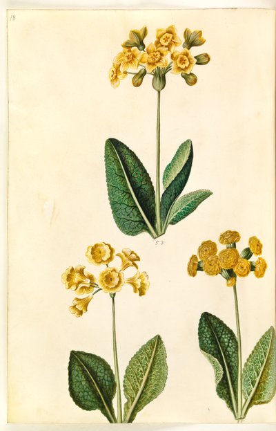 Primula × polyantha (?); Forårsprimula (?) af Hans Simon Holtzbecker