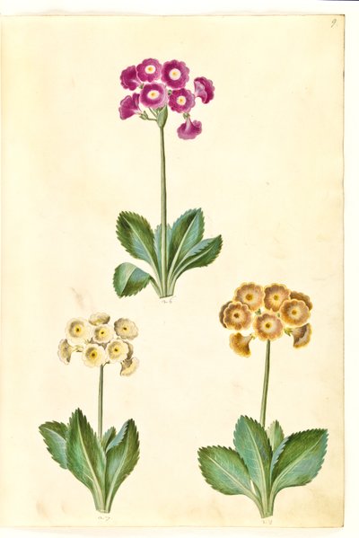 Primula ×pubescens (have-aurikel) af Hans Simon Holtzbecker