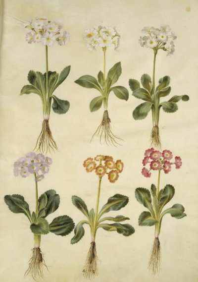 Primula ×pubescens (have-aurikel) af Hans Simon Holtzbecker