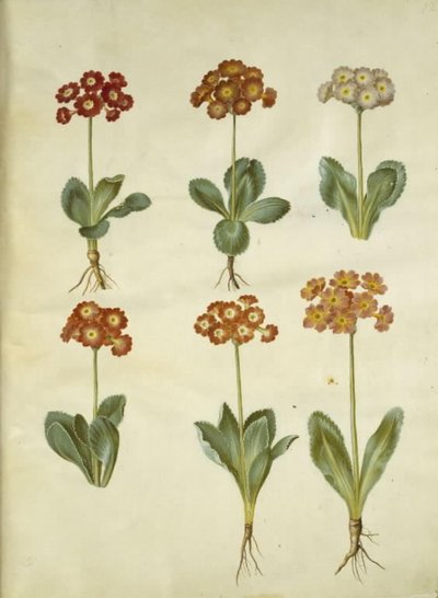 Primula ×pubescens (have-aurikel) af Hans Simon Holtzbecker