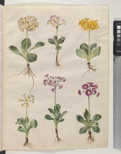 Primula ×pubescens Wulfen (har auricula) af Hans Simon Holtzbecker