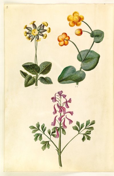 Primula veris (hulkravet kodriver); Caltha palustris (eng-kabbeleje); Corydalis cava (hulrodet lærkespore) af Hans Simon Holtzbecker