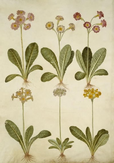 Primula veris (hybrid af hulkravet kodriver); Primula farinosa (melet kodriver) af Hans Simon Holtzbecker