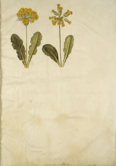 Primula veris (hybrid af hulkravet kodriver); Primula veris (hulkravet kodriver) af Hans Simon Holtzbecker