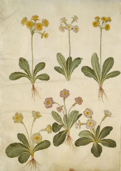 Primula veris (hybrid af hulkravet kodriver); Primula vulgaris (hybrid af storblomstret kodriver) af Hans Simon Holtzbecker
