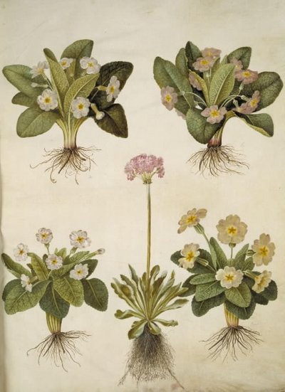 Primula vulgaris (hybrid af storblomstret kodriver); Primula farinosa (melet kodriver) af Hans Simon Holtzbecker