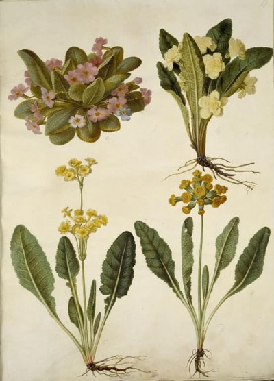 Primula vulgaris (karnevals-kodriver); Primula vulgaris (hybrid af storblomstret kodriver); Primula veris (hybrid af hulkravet kodriver) af Hans Simon Holtzbecker