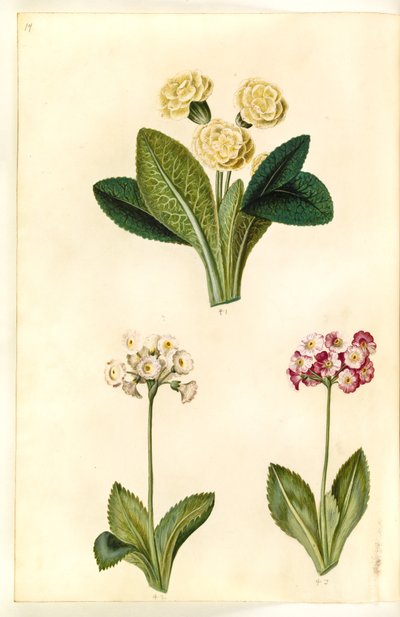 Primula vulgaris (storblomstret kodriver); Primula ×pubescens (have-aurikel) af Hans Simon Holtzbecker