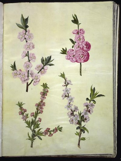 Prunus dulcis (mandel); Prunus persica af Hans Simon Holtzbecker