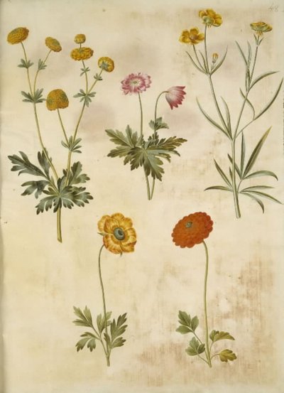 Ranunculus acris (guldknap-ranunkel); Anemone nemorosa (hvid anemone); Ranunculus Illyricus (steppe-ranunkel); Ranunculus asiatica (har-ranunkel) af Hans Simon Holtzbecker