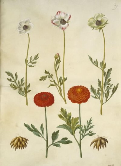 Ranunculus asiatica (har-ranunkel) af Hans Simon Holtzbecker