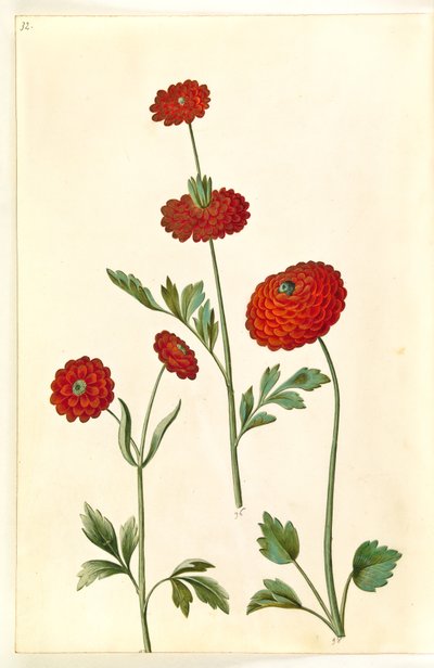 Ranunculus asiatica (har-ranunkel) af Hans Simon Holtzbecker