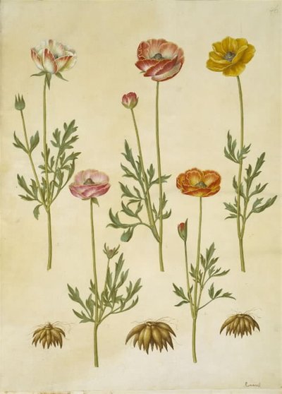 Ranunculus asiatica (har-ranunkel) af Hans Simon Holtzbecker