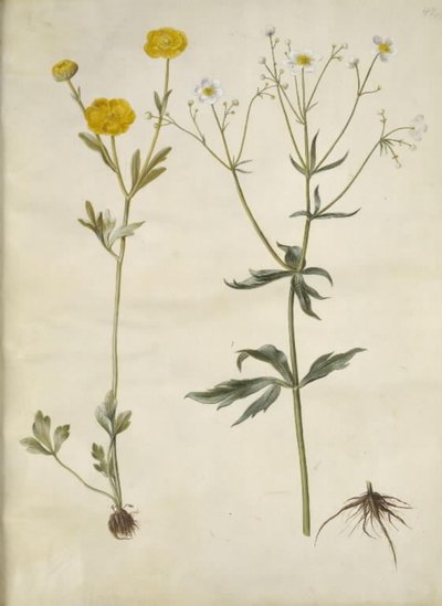 Ranunculus monspeliacus (silke-ranunkel); Ranunculus aconitifolius (stormhatbladet ranunkel) af Hans Simon Holtzbecker