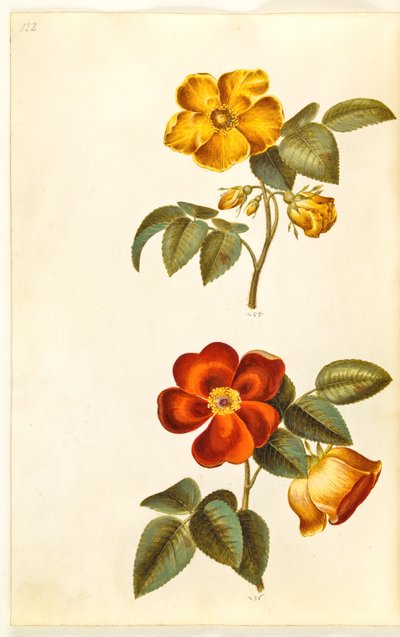 Rosa foetida (gul rose); Rosa foetida (tyrkisk rose) af Hans Simon Holtzbecker