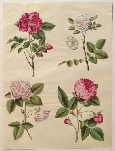 Rosa gallica af Hans Simon Holtzbecker