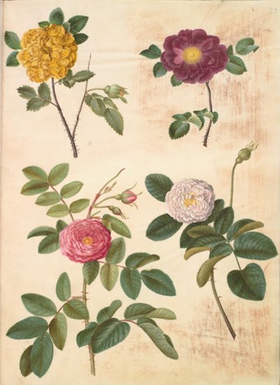 Rosa hemisphaerica (svovlgul rose); Rosa gallica (fløjls-rose); Rosa ×damascena (damascener-rose) af Hans Simon Holtzbecker