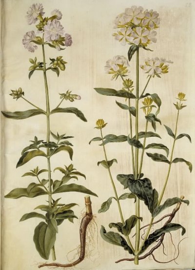 Saponaria officinalis (almindelig sæbeurt) af Hans Simon Holtzbecker