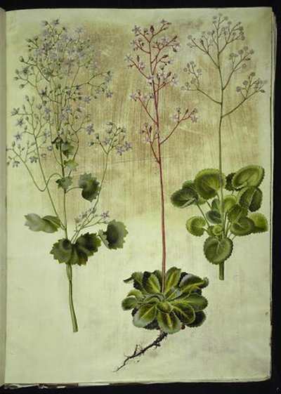 Saxifraga rotundifolia (rundbladet stenbræk); Saxifraga umbrosa (skygge-stenbræk); Saxifraga geum (porcelænsblomst) af Hans Simon Holtzbecker