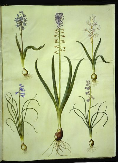 Scilla bifolia (tobladet skilla); Muscari comosum (duskhyacint); Brimeura amethystina (pyrenæisk hyacint) af Hans Simon Holtzbecker
