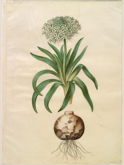 Scilla peruviana (kæmpe-skilla) af Hans Simon Holtzbecker