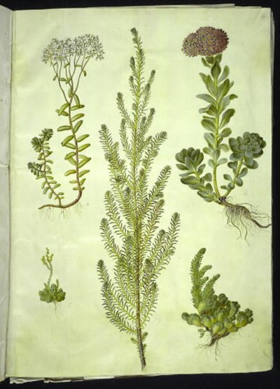 Sedum album (hvid stenurt); Sedum anacampseros (rundbladet stenurt); Sedum (stenurt); Suaeda vera (busk-strandgåsefod); Sedum rupestre (bjerg-stenurt) af Hans Simon Holtzbecker
