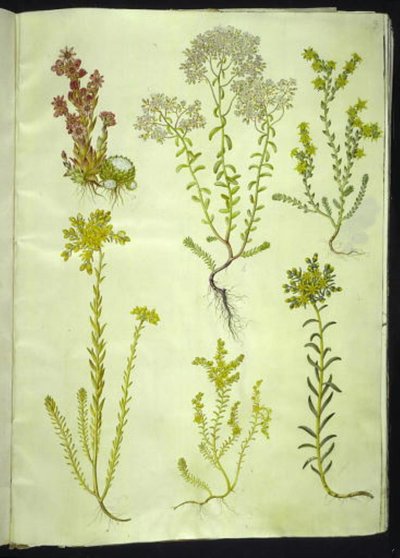 Sempervivum arachnoideum (spindelvæv-husløg); Sedum album (hvid stenurt); Sedum acre (bidende stenurt); Sedum rupestre (bjerg-stenurt); Sedum sexangulare (seksradet stenurt) af Hans Simon Holtzbecker
