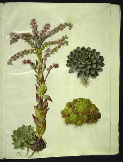 evige tage (almindelig husløg); bjerg sempervivum (bjerg-husløg) af Hans Simon Holtzbecker
