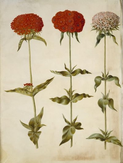 Silene chalcedonica (brændende kærlighed) af Hans Simon Holtzbecker